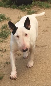 Guerisseur animaux : Parmi les animaux le Bull Terrien un physique particulier ! grand protecteur, trés doux , actif et joueur. Magnétiseur animaux Yarric dans le Morbihan en Bretagne