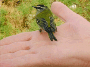 Magnétisme sur les animaux la main qui soulage et favorise la guérison