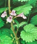 Le lierre terreste, plante de la saint-jean en référence à la période de récolte , ses feuilles séchées mélangées à celles de la Verveine donnent une agréable tisane Plantes médicinale de la Saint jean. En infusion, soigne les rhumes, bronchites, en usage externe les abcès et les furoncles