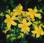  Plantes médicinale de la Saint jean Faire macérer au soleil 30g de fleurs dans 1/2 litre d'eau de vie pendant 20 jours filtrer, rajouter 60 gr de sucre, et boire un petit verre de temps