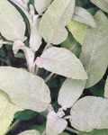  Plantes médicinale de la Saint jean. Une recherche récente montre l'efficacité de la prise de sauge pour ralentir la dégradation cérébrale, une aide à confirmer pour lutter contre la maladie Alzheimer.