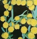 Plantes médicinales. Absinthe ou Herbes aux vers.
