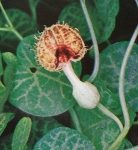 Aristoloche plante médicinale, on l'utilise en décoction externe pour les ulcères difficiles à cicatricer , bons résultats sur l'eczémas et autres maladies de peau Aristoloche