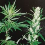 Plante médicinale Bicrunum trés répandue le long des chemins et sur les bords des riviéres Armoise