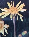 Plante du guerisseur: Arnica Montana est utilisé en usage externe car ses fleurs servent souvent d'abri à une mouche venimeuse Arnica . Herbe aux chutes