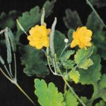 Plante médicinale : Chélidoine son suc frais est très efficace contre les verrues, les cors, qu'il détruit au bout d'applications répétées. et les durillons La chelidoine fais partie des plantes médicinales du guérisseur