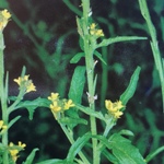 Erysimum