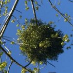 Gui plante sacrée des druides