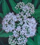  Le Hieble fais partie des plantes médicinales du guérisseur 
