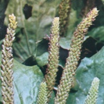 Remèdes médicinales. Le nom Plantin vient du latin Plantago qui veut dire plante qui agit, cette plante est connu depuis l'antiquité pour ses vertus bienfaitrices. Plantain