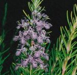 Romarin 001