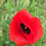  Le coquelicot et sommeil, une bonne association 