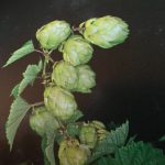 magnétiseur pour le sommeil. Le houblon pour un sommeil réparateur