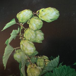  Le Houblon Magnétiseur guérisseur menaupose Yarric Jean 