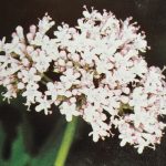 La Valériane. Encore un remède très ancien connu et utilisé depuis l'antiquité comme tranquillisant et sédatif,