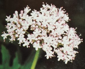 Je suis jean yarric , infirmier magnétiseur, cet article reflète ma passion pour les plantes qui accompagnent le soin énergétique."