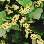 Fleurs de tilleul pour infusion