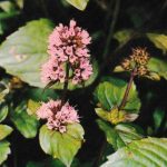 infusion de menthe poivrée, cette infusion est deconseillée aux personnes anxieuses et est incompatible avec le camphe et le tymol. Menthe poivrée pour infusion