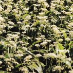 Ail des ours, plante médicinale