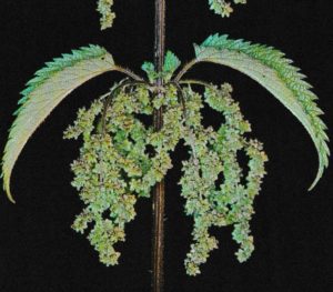  L'ortie est une plante riche en nutriments et en composés actifs bénéfiques pour la santé de la prostate. Yarric jean magnétiseur 