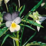 Excellente plante contre l'acné. Magnétiseur spécialisé pour traiter l'acné Yarric en Bretagne
