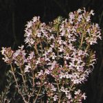 Thym, plante médicinale