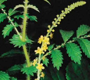 Aigremoine, plante médicinale du guérisseur
