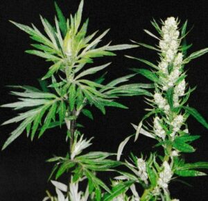 Magnétiseur et l Armoise Yarric, magnétiseur, passionné par les plantes et les savoirs naturels