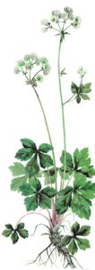 Magnétiseur à distance dans l'Oise Yarric vous présente les bienfaits de la plante médicinale la Sanicle