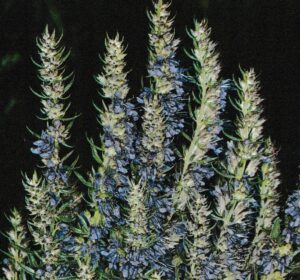 magnétiseur à distance et en cabinet Yarric vous présente la plante médicinale hysope.
