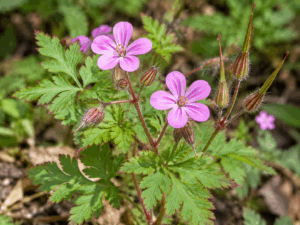 Geranium Robert plante sauvage aux petites fleurs roses 