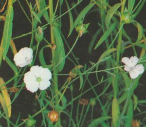 Magnétiseur contre la constipation. Yarric conseiller en plante médicinale Vous invite à découvrir les bienfaits de la plante médicinale le Lin